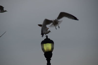 Low angle view of seagulls on illuminated lamp post against sky at dusk