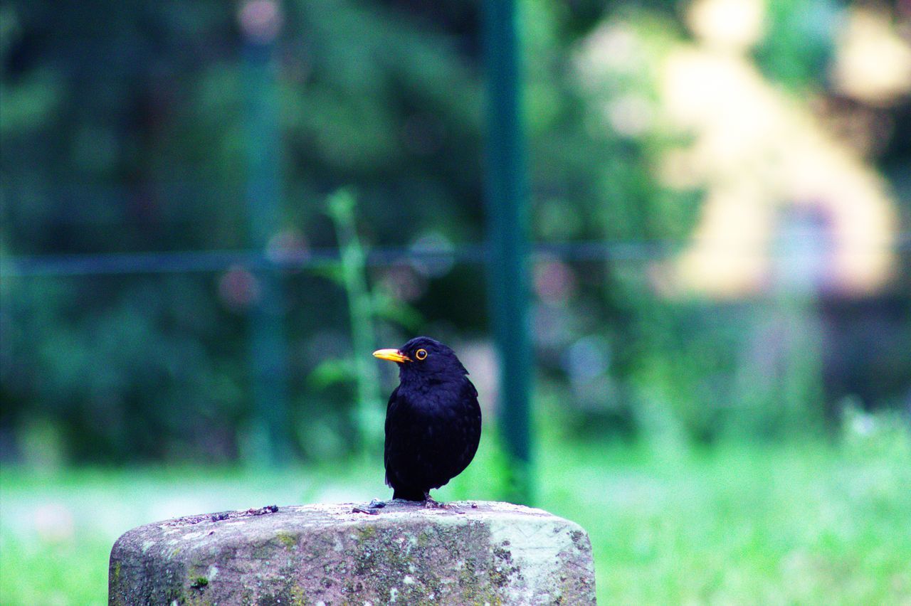 BLACK BIRD PERCHING ON ROCK