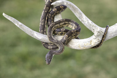 Close-up of lizard on rusty metal