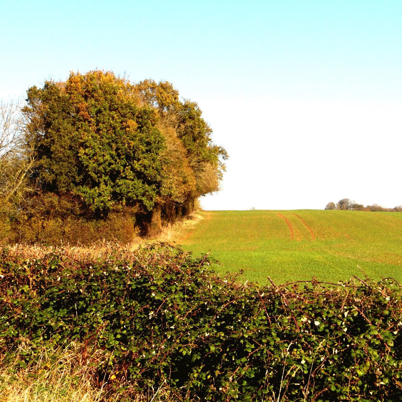 landscape, nature, field, tree, grass, clear sky, beauty in nature, growth, agriculture, meadow, autumn, tranquility, plant, scenics, no people, outdoors, day, sky