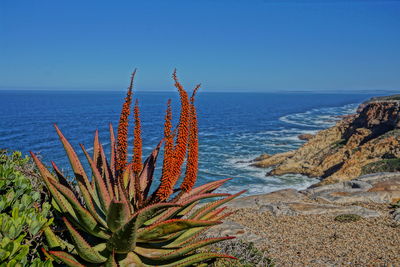 Scenic view of sea against clear blue sky