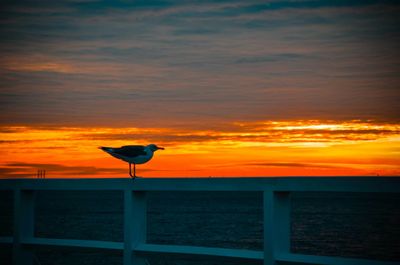 Silhouette bird perching on sea against orange sky