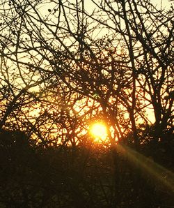 Silhouette trees in forest during sunset