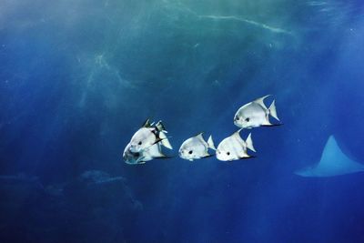 Fish swimming in sea