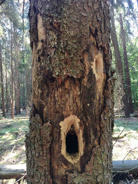 Close-up of tree trunk in forest