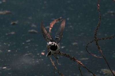High angle view of bird flying