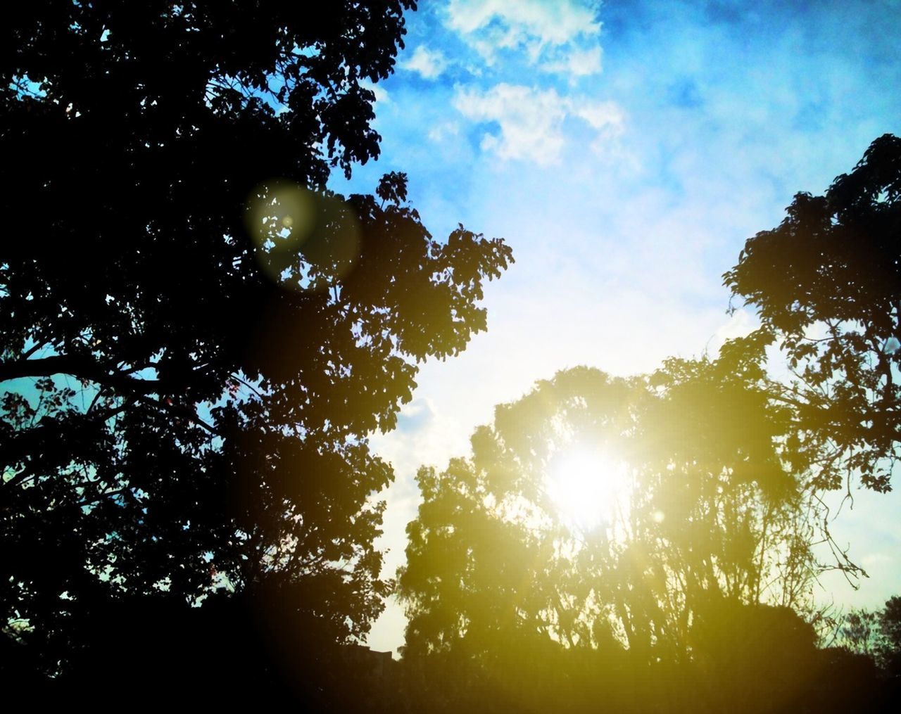 tree, low angle view, sun, sky, sunbeam, sunlight, tranquility, silhouette, growth, lens flare, beauty in nature, nature, back lit, branch, tranquil scene, sunset, scenics, cloud - sky, no people, outdoors