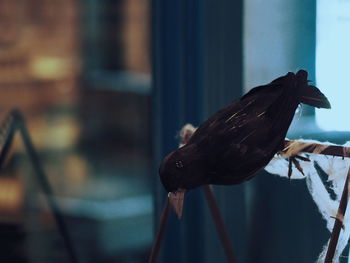 Close-up of bird perching outdoors