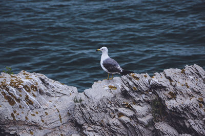 Seagull perching on rock