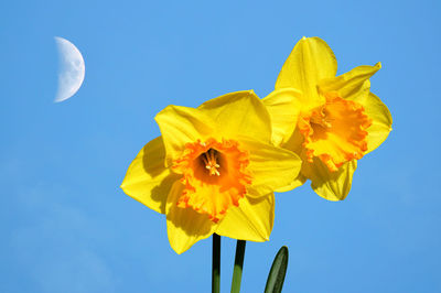 Low angle view of yellow flowering plant against clear blue sky