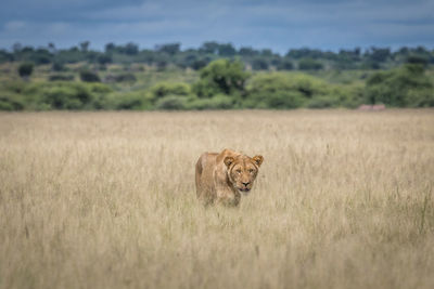 Lion walking on field against sky