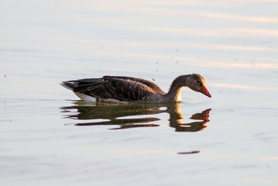 Duck swimming in lake