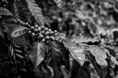 Close-up of leaves and fruits on coffee plant