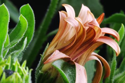 Close-up of orange lily of flowering plant