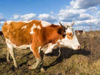 Cows in a field