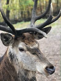 Close-up of deer on field