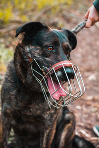 Midsection of woman with dog