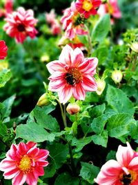 Close-up of pink flowering plants