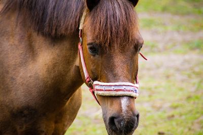 Close-up of horse on field