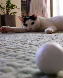 Close-up portrait of cat relaxing at home