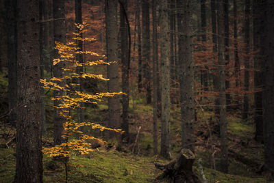 Trees in forest