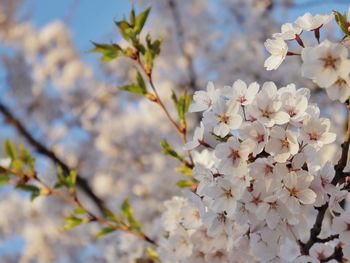 Close-up of white almond blossom