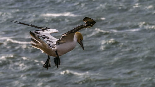 Bird flying over water