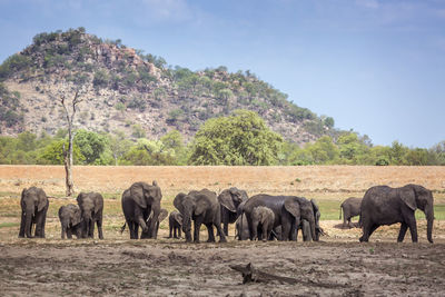 Elephant family against sky