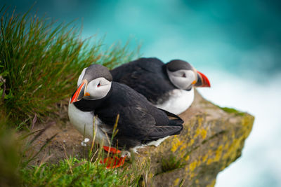 Close-up of birds perching on rock