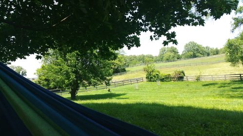 Trees on grassy field