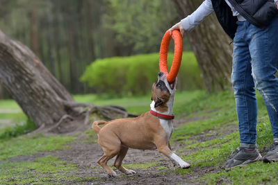 Low section of person with dog standing on land