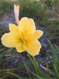 Close-up of yellow flower blooming outdoors