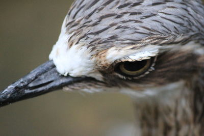 Close-up of a bird