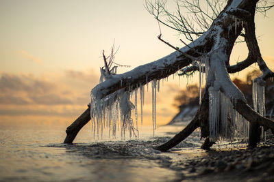 Ice covered tree on beach against sky during sunset