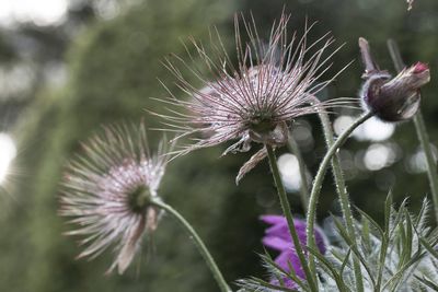 Close-up of thistle flowers