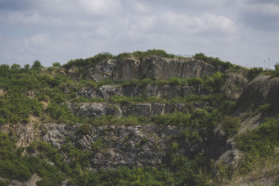 Plants growing on rock against sky