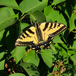 Close-up of butterfly perching on flower