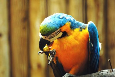 Close-up of parrot perching on branch