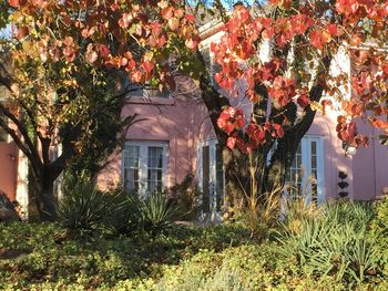 View of house and trees