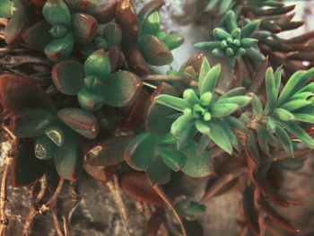 Close-up of plant