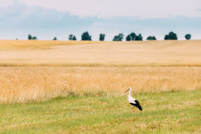 Bird on a field