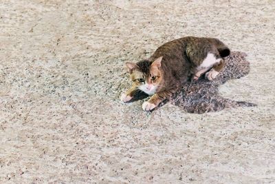 animal