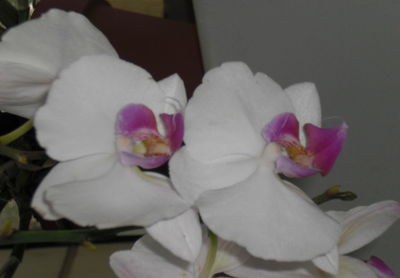 Close-up of white orchids blooming outdoors