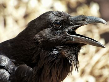 Close-up of an crow