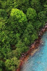 Plants and trees by water