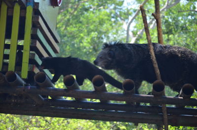 Monkeys in a forest