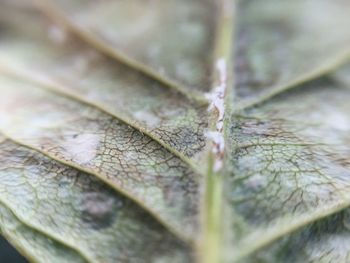 Close-up of insect