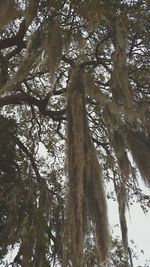 Low angle view of tree against sky