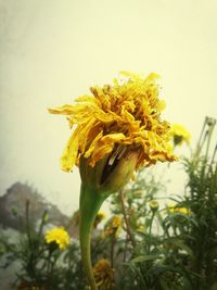 Close-up of yellow flowers