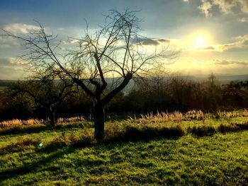 Bare trees on field against sky during sunset